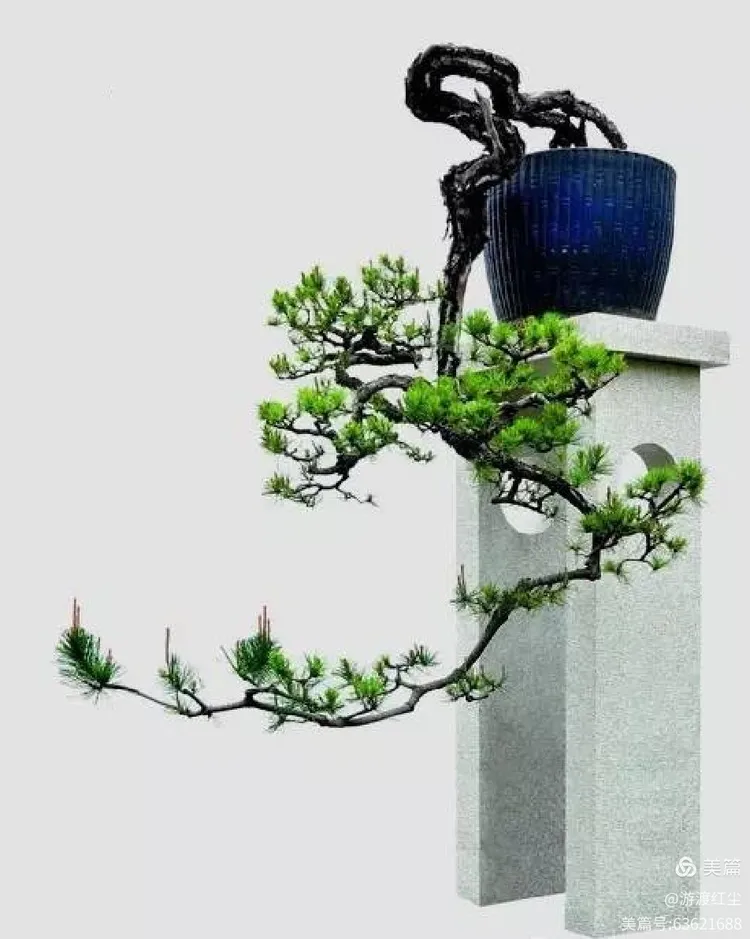 盆景"捞月",韵味十足!